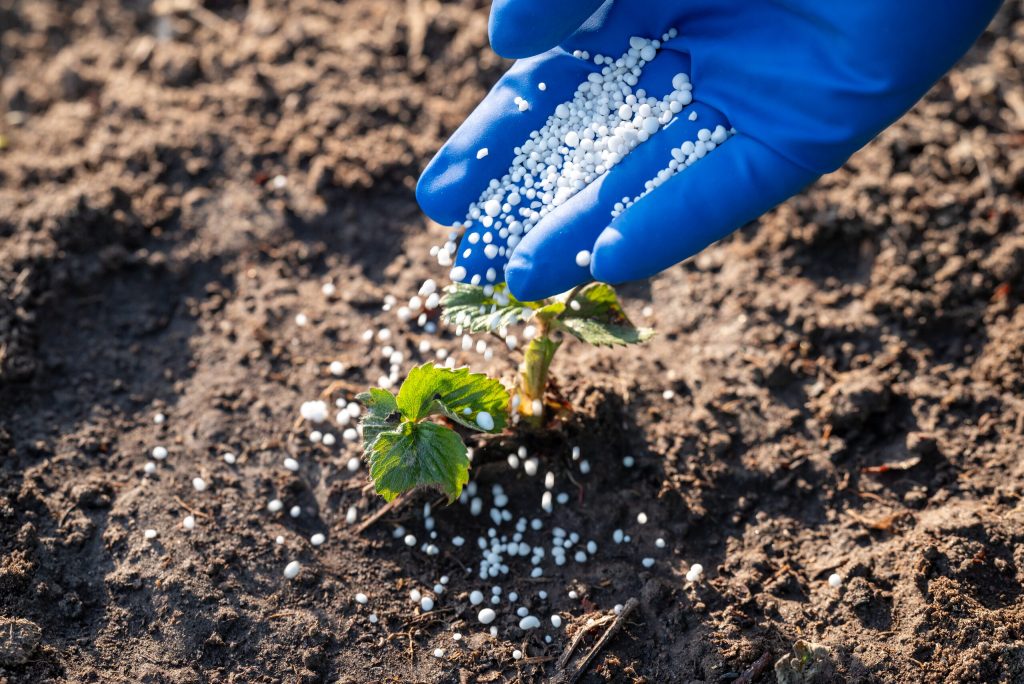 Main gantée de bleu versant de l'engrais granulé au pied d'un jeune plant