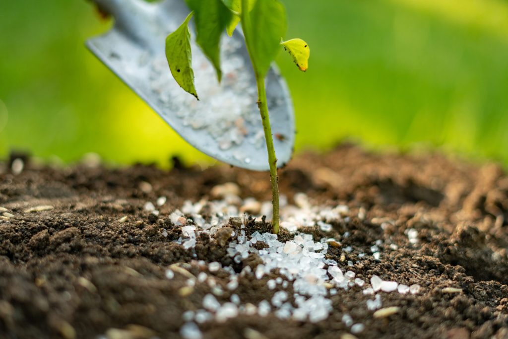 Engrais versé à la pelle au pied d'un jeune plant