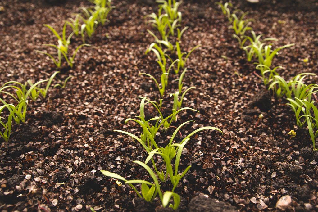 Rangs de jeunes pousses sortant d'une terre cultivée